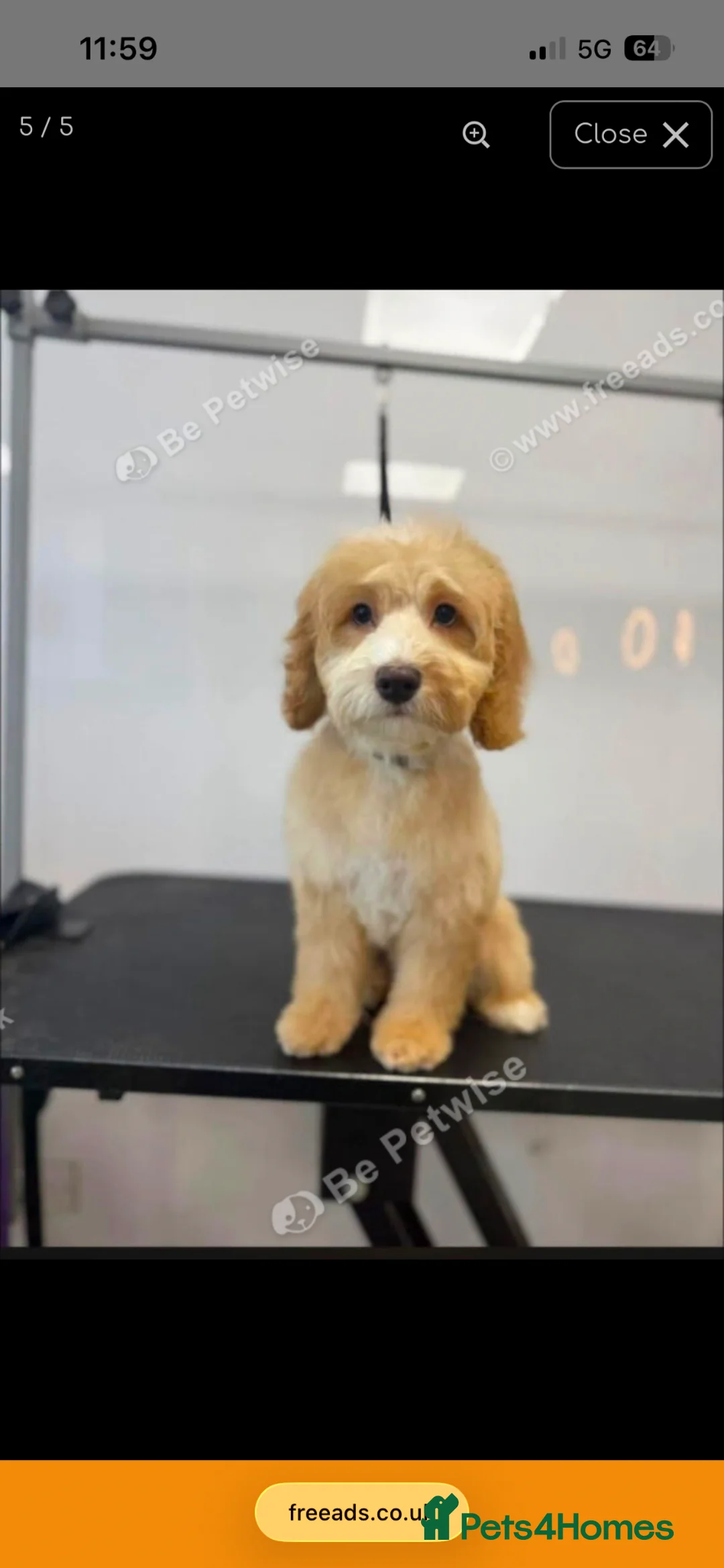 Cockapoo dogs for sale: Teddy  - Advert 1