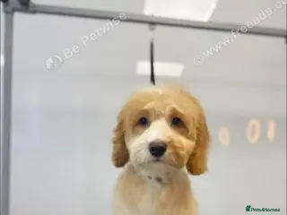 Cockapoo dogs Teddy - Advert 1