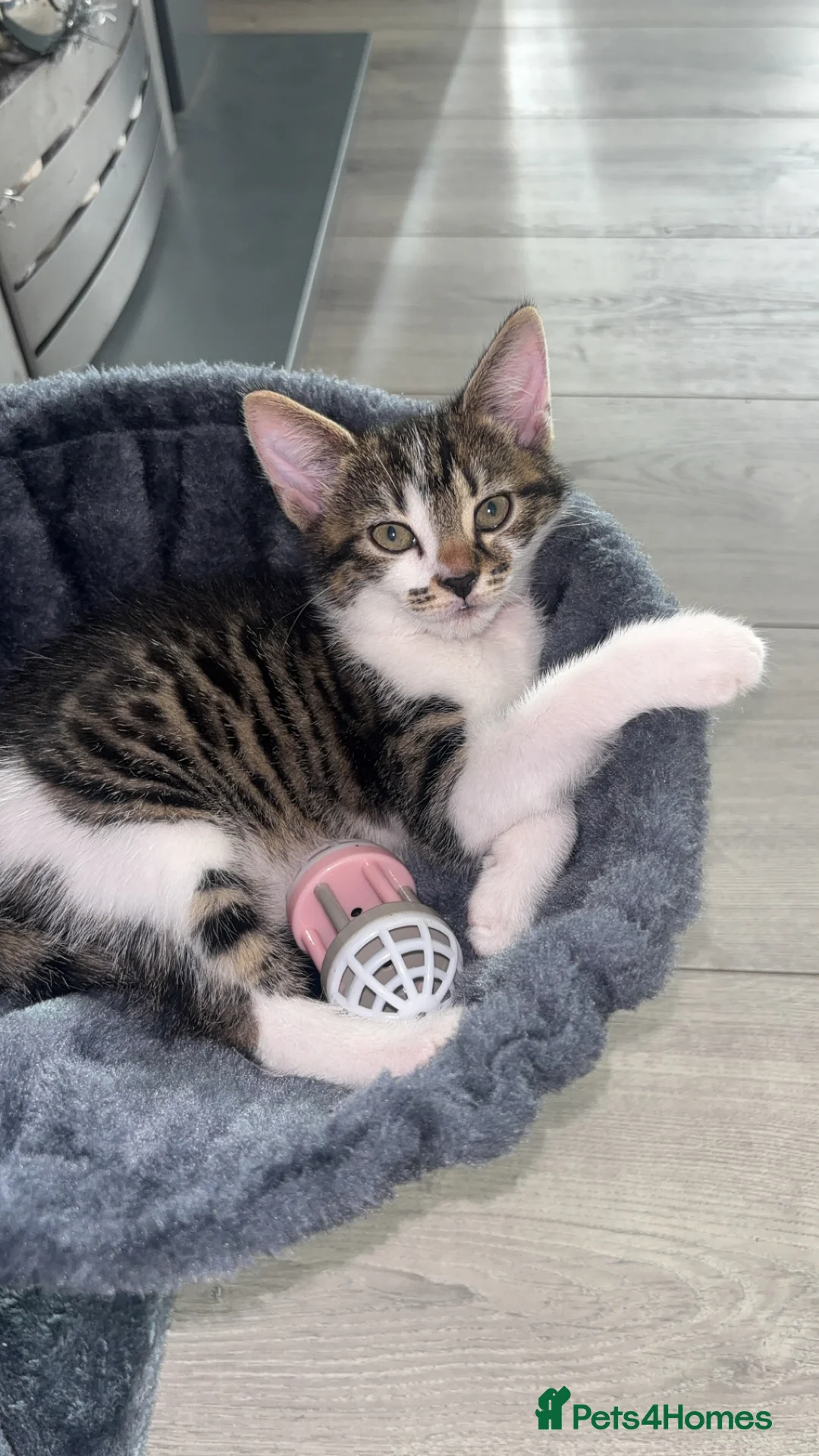 Mixed Breed cats for sale: Beautiful 8 month old kitten  - Advert 2