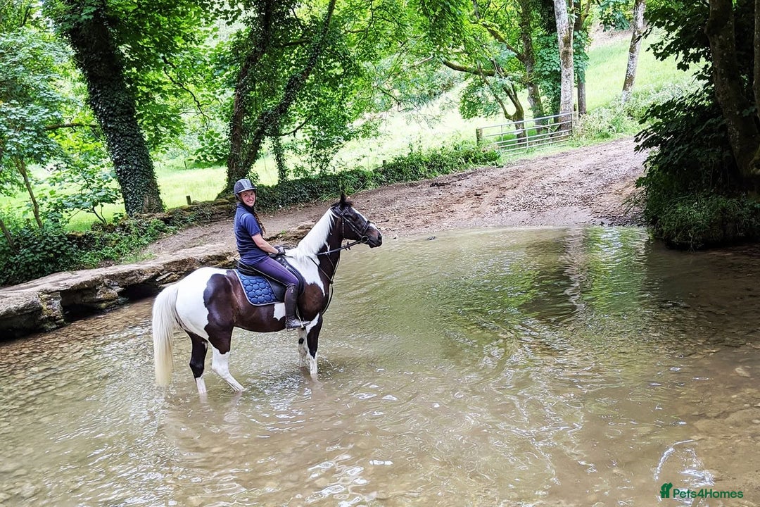 Irish Sports horses for sale: Irish Sports Horse All-Rounder Golden Oldie - Image 2