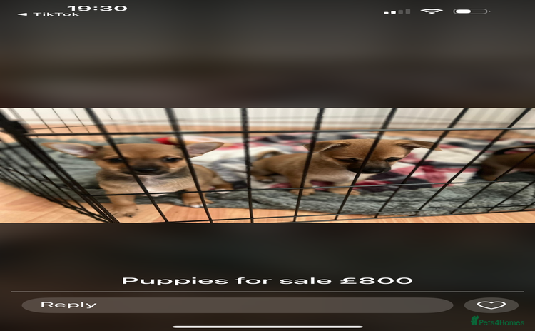 Mixed Breed dogs - Advert 1