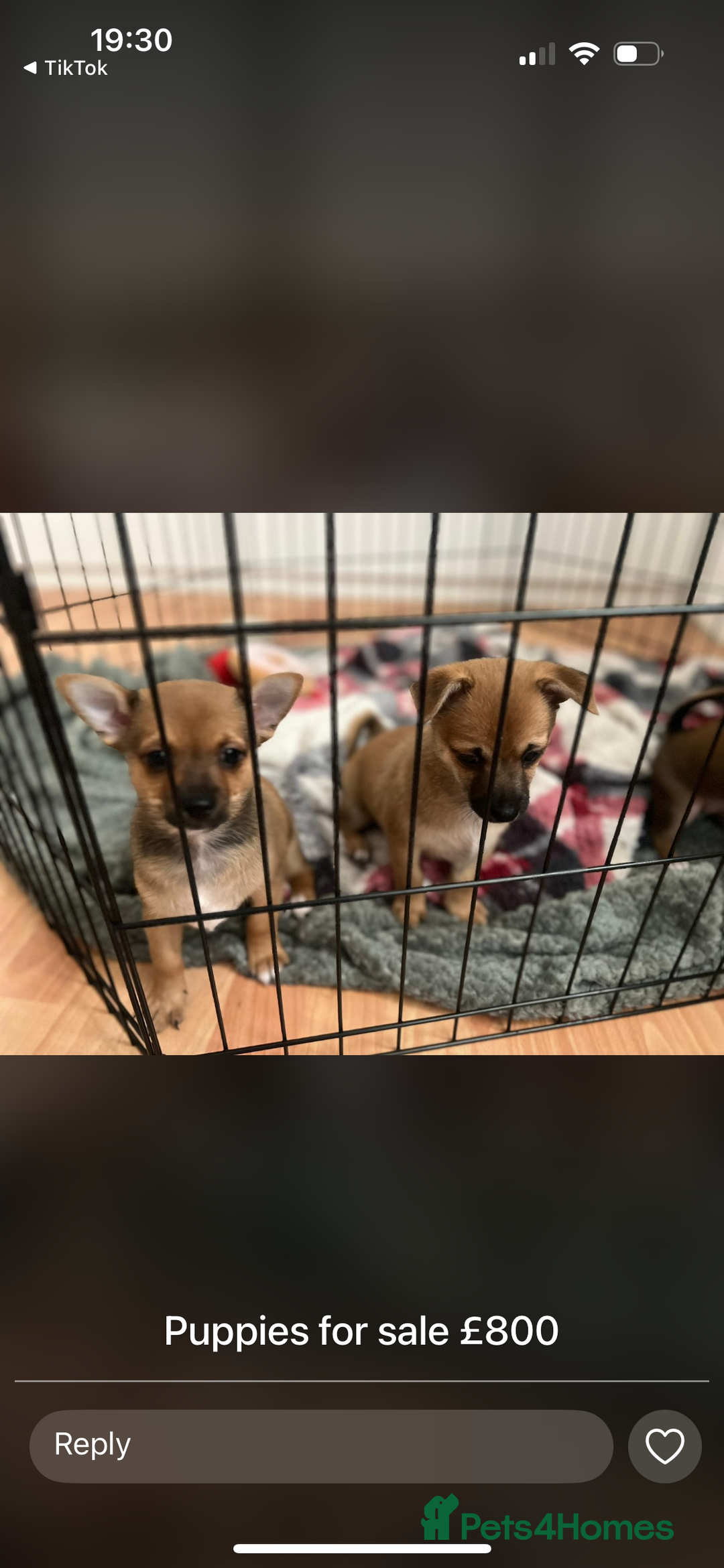 Mixed Breed dogs for sale: 3 young male puppies - Image 1