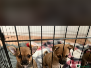 Mixed Breed dogs - Advert 1