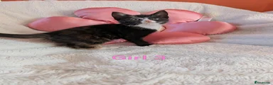 Girl 3/Lily