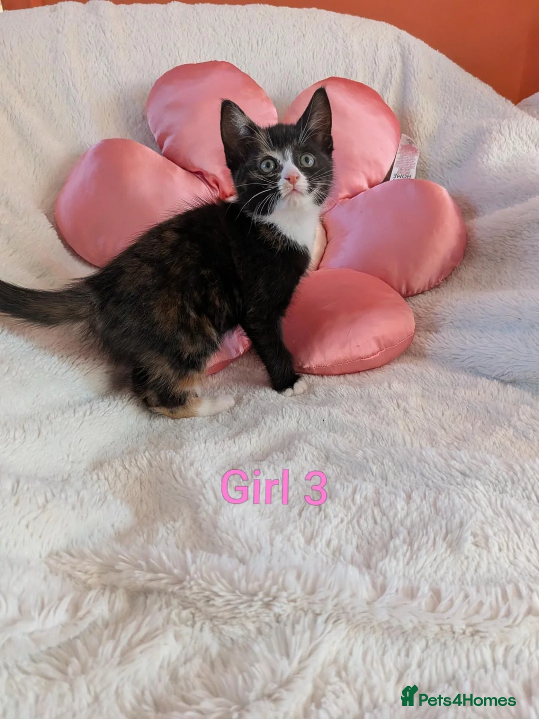 Mixed Breed cats for sale: Beautiful fluffy kittens for sale  - Advert 22