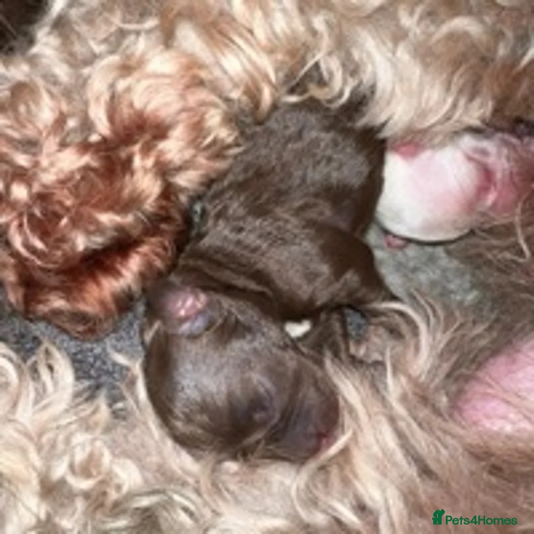 Cockapoo dogs for stud: f1 Merle cockapoo for stud in Nottingham - Advert 18