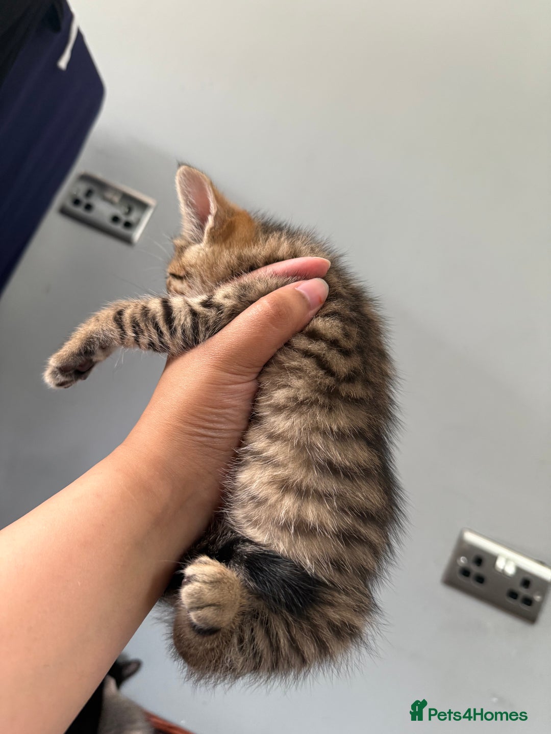 Domestic Shorthair cats for sale: 2 Stunning tabby boys available  - Image 4
