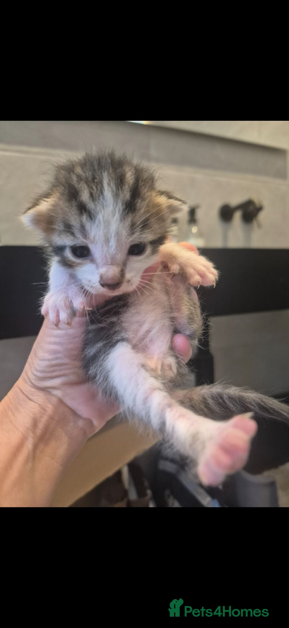 Mixed Breed cats Bengal Cross Kittens - Advert 2
