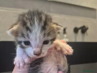 Mixed Breed cats Bengal Cross Kittens - Advert 2