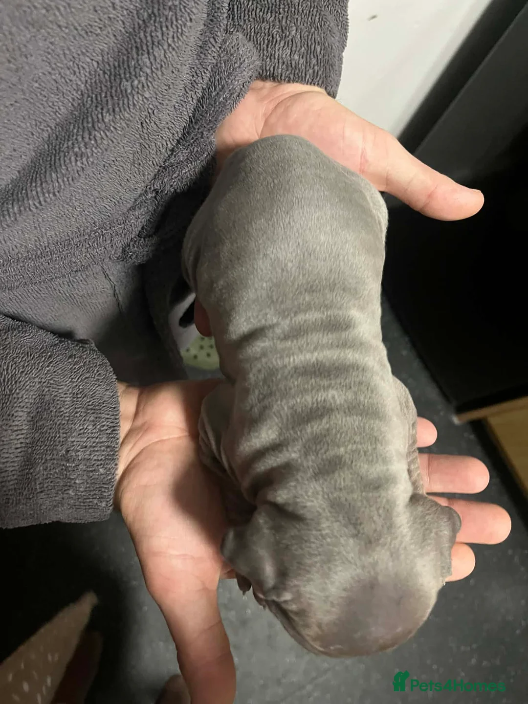 Thai Ridgeback dogs for sale: (New pictures)Thai Ridgeback puppy’s 🏆 - Advert 11