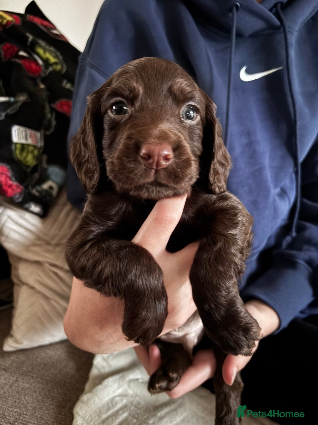 Cocker Spaniel dogs for sale: Working coker spaniel puppies - Advert 6