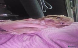 Cockapoo dogs for sale: Beautiful cockerpoos  - Image 13