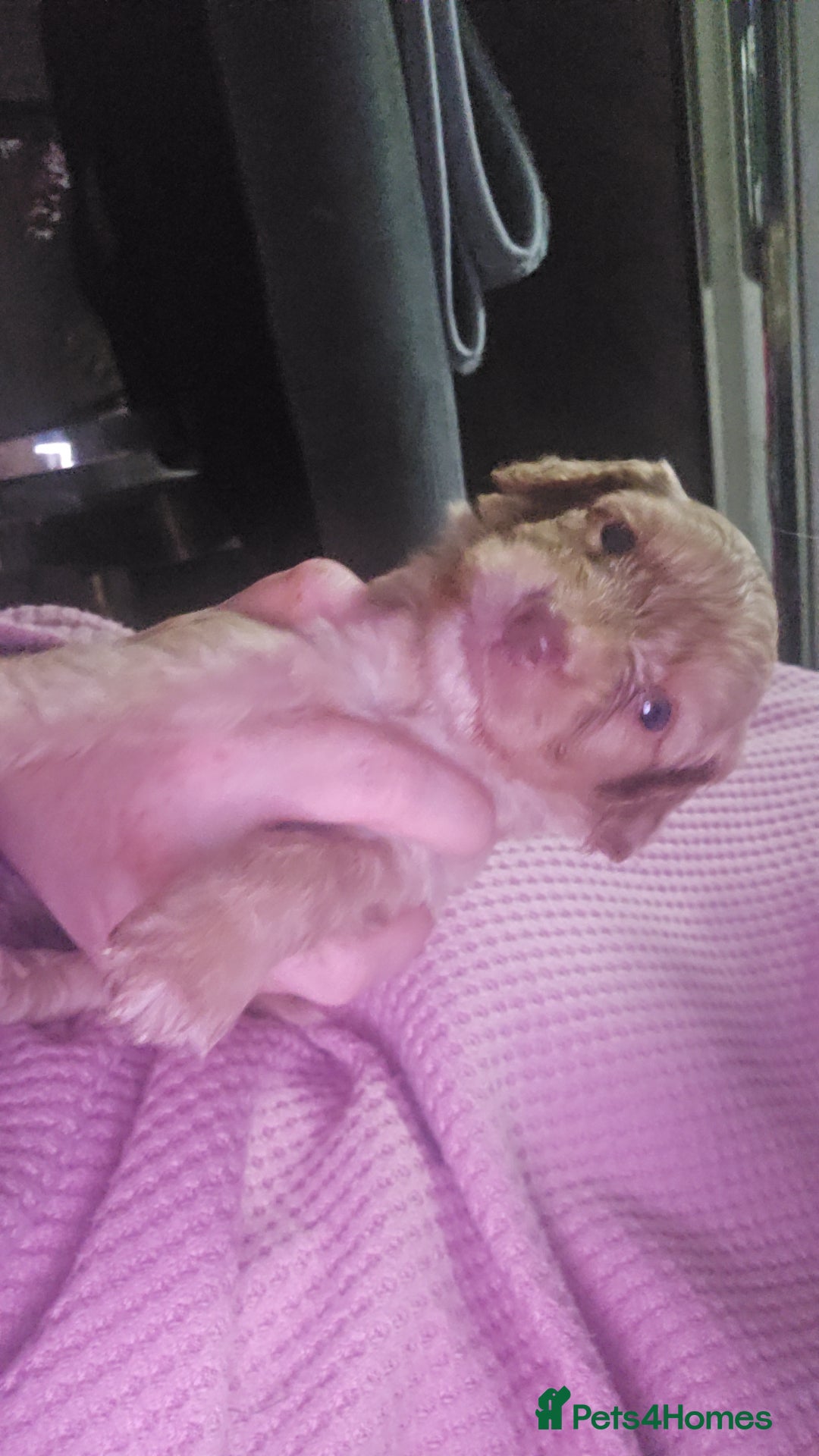 Cockapoo dogs for sale: Beautiful cockerpoos  - Image 13