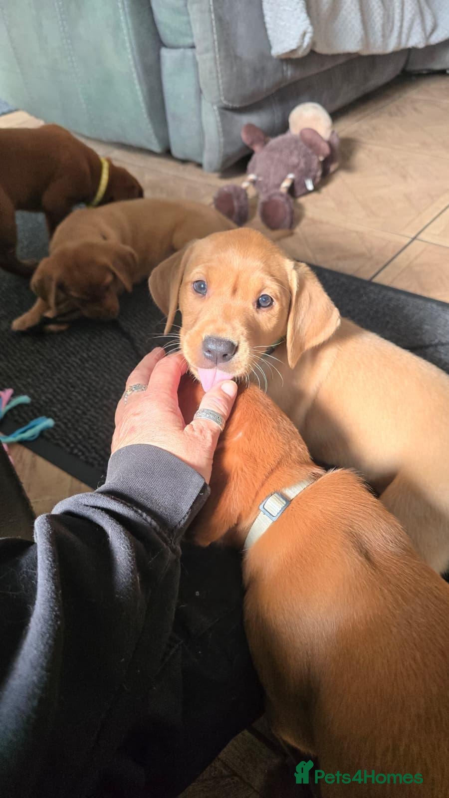 Labrador Retriever dogs Stunning Fox Red Labrador Litter - Health Tested - Advert 2
