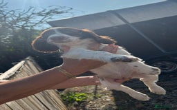 Sprocker dogs for sale: Sprocker  - Image 14