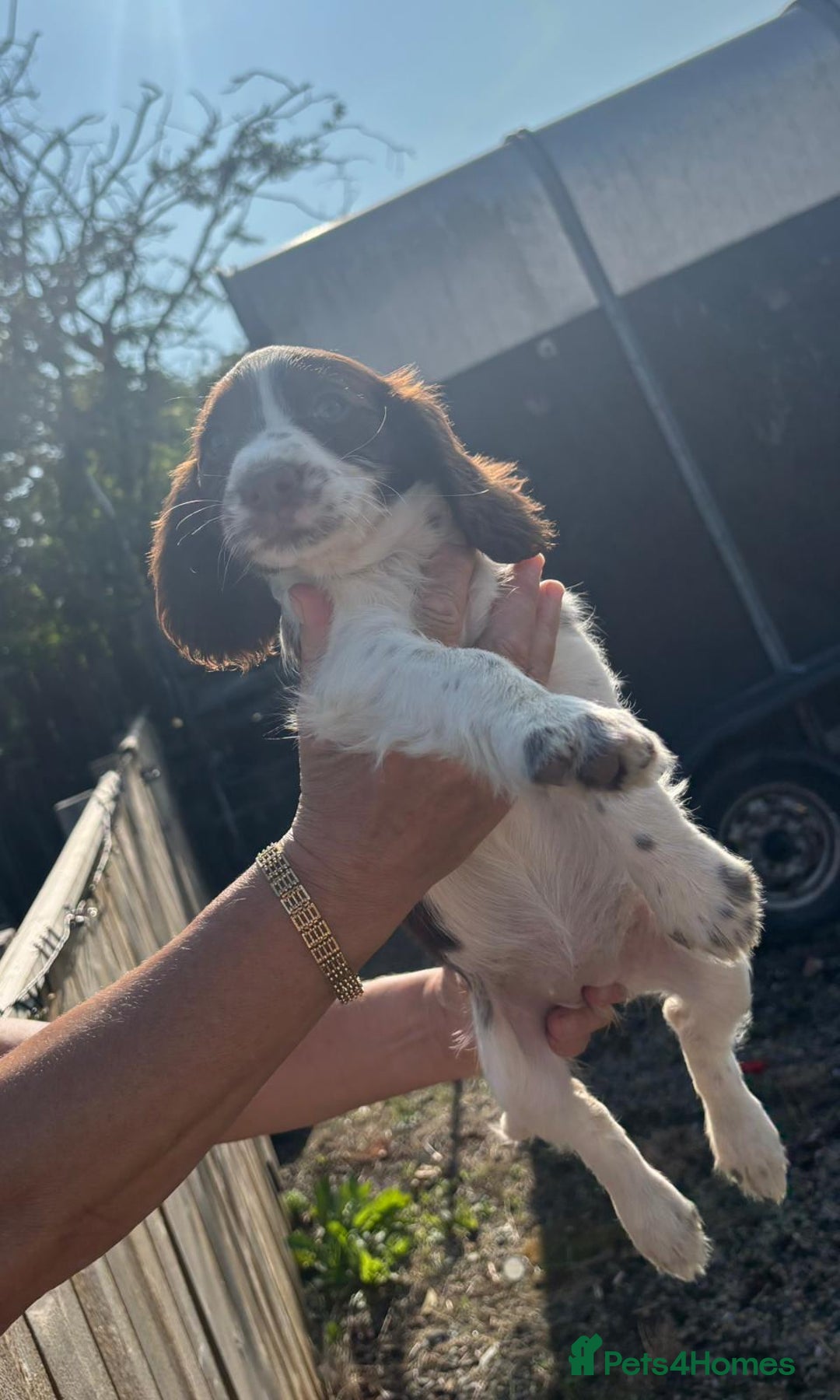 Sprocker dogs for sale: Sprocker  - Image 14