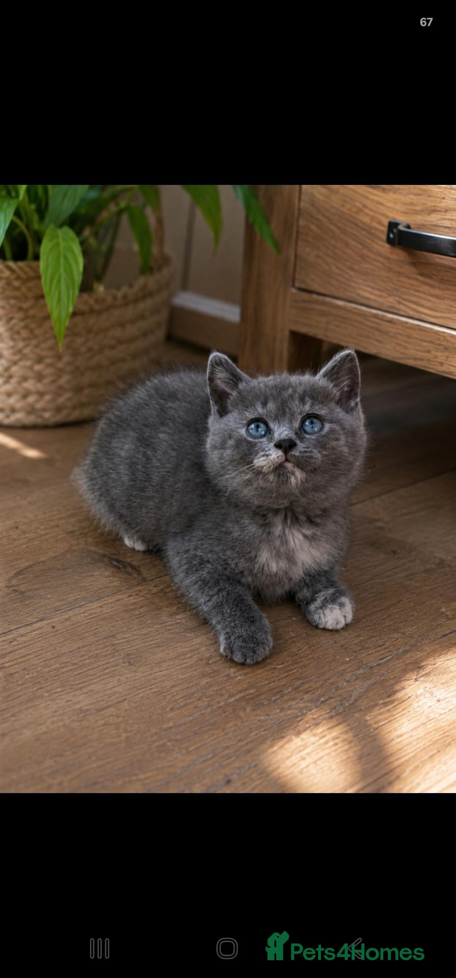 British Shorthair cats Ready for new home GCCF registered ACTIVE British  - Advert 1