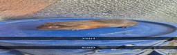 Guinea Pig rodents for sale: Baby Guniea Pigs  - Advert 3