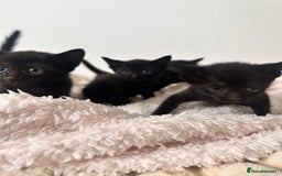 Bengal cats for sale: 6 Cuddly Bengal & Bombay Kittens - Image 3