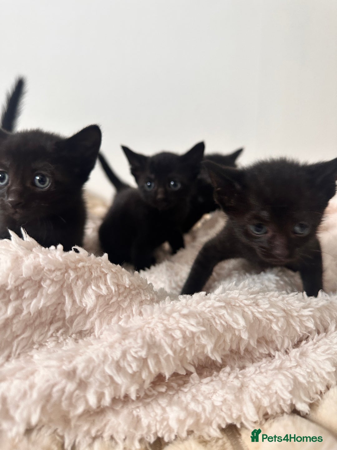 Bengal cats for sale: 6 Cuddly Bengal & Bombay Kittens - Image 3