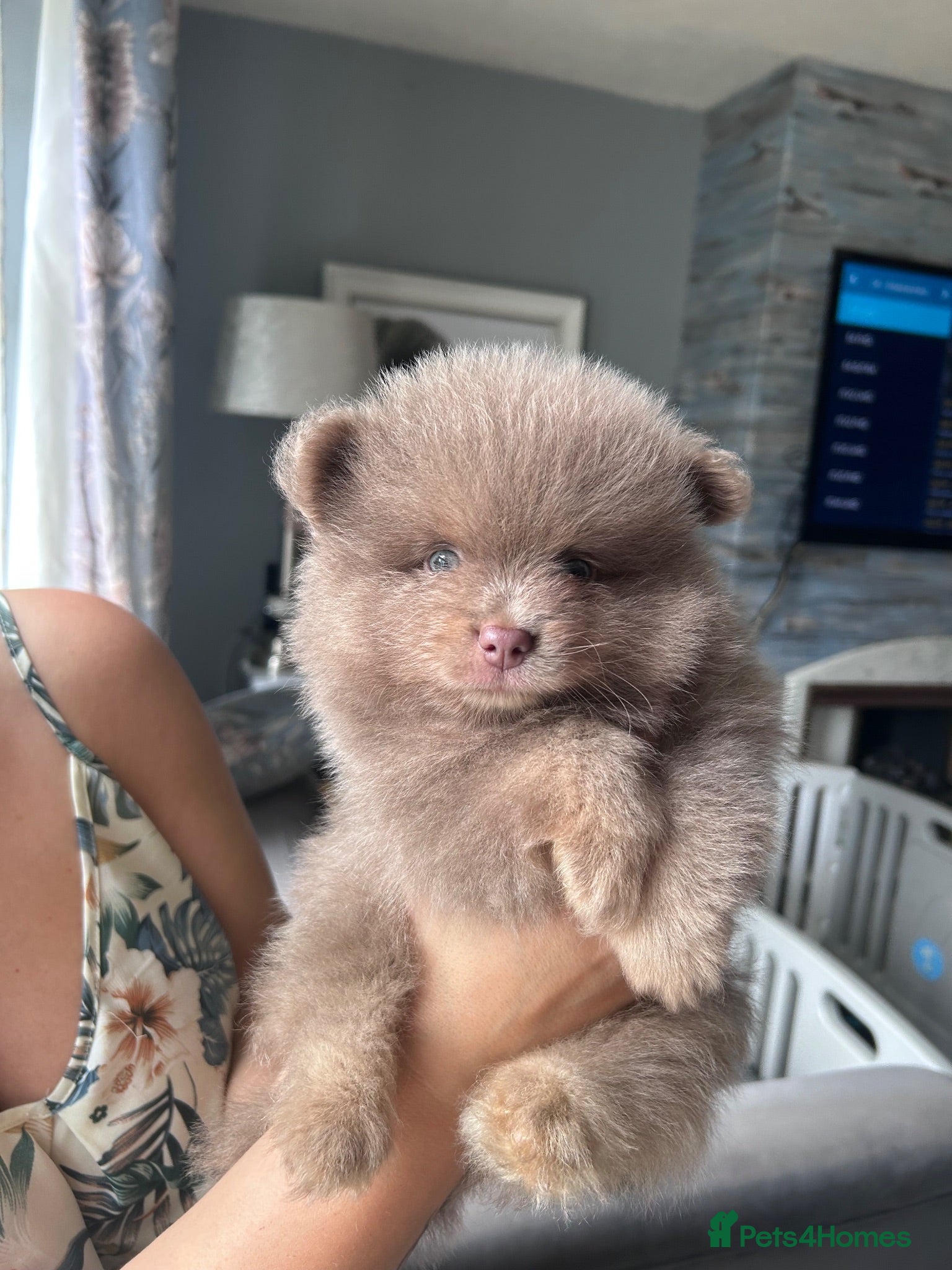 Pomeranian dogs Teddy bear Pomeranians - Advert 12