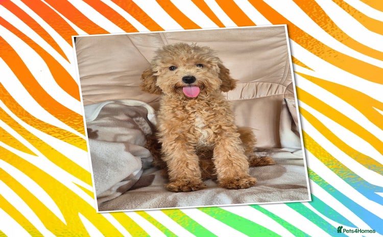 Cavapoo dogs - Advert 4