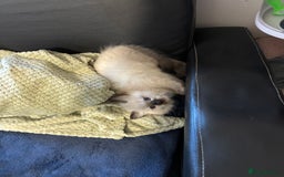 Ragdoll cats for sale: Pure Fluffy Ragdoll kittens - Image 5
