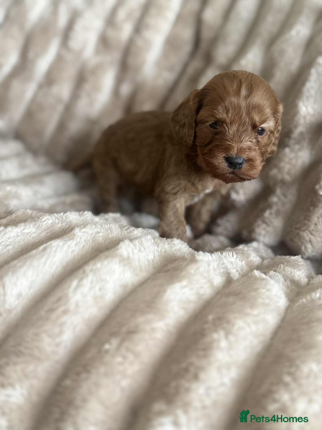 Cockapoo dogs for sale: Cockapoo F1B STUNNING COLOURS 4 available - Advert 33