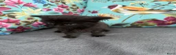 Mixed Breed cats for sale: Kittens for sale in Bourne - Advert 10