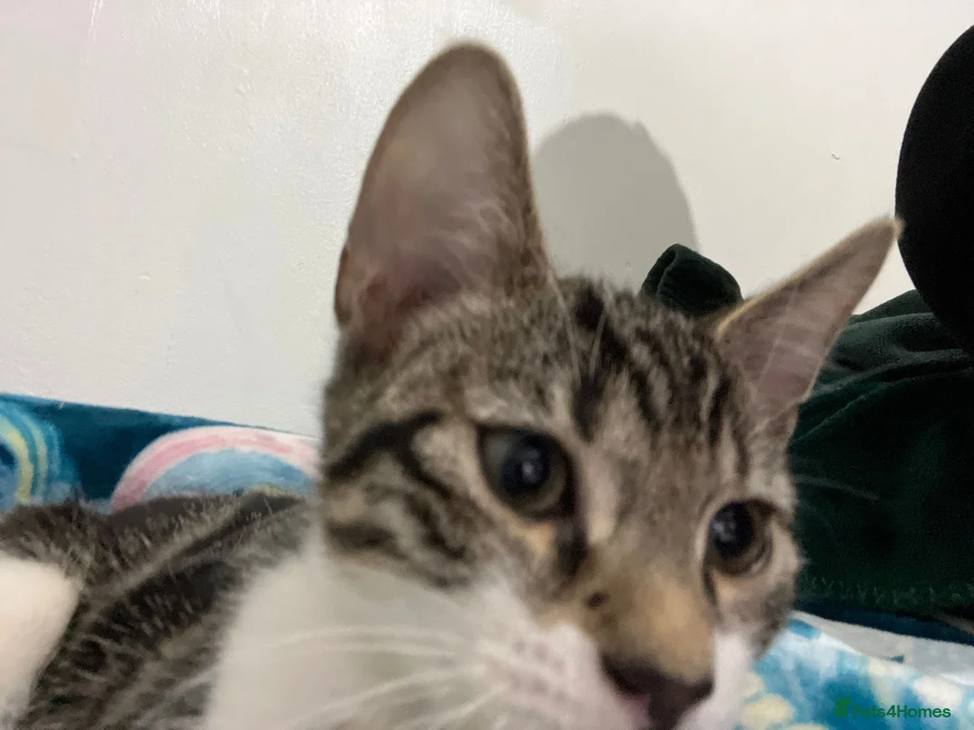 Aphrodite Giant cats for sale: Moose - Advert 2