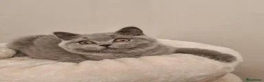 Mochi