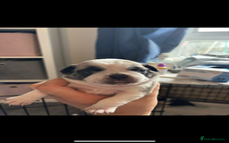 Pug dogs for stud: Proven pug *STUD* - Image 13
