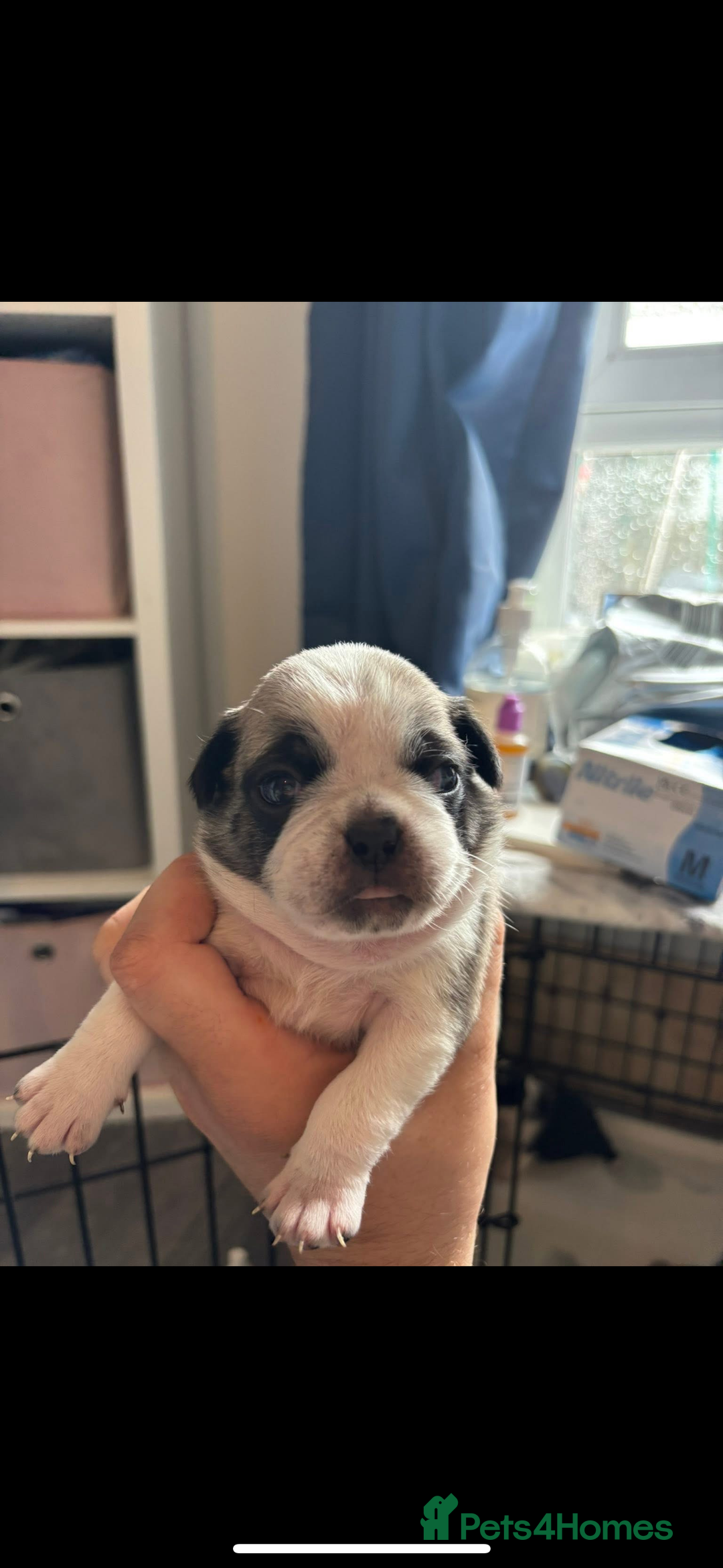 Pug dogs for stud: Proven pug *STUD* - Image 13