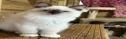Ragdoll cats for sale: Tica purebred ragdoll kittens  - Advert 11