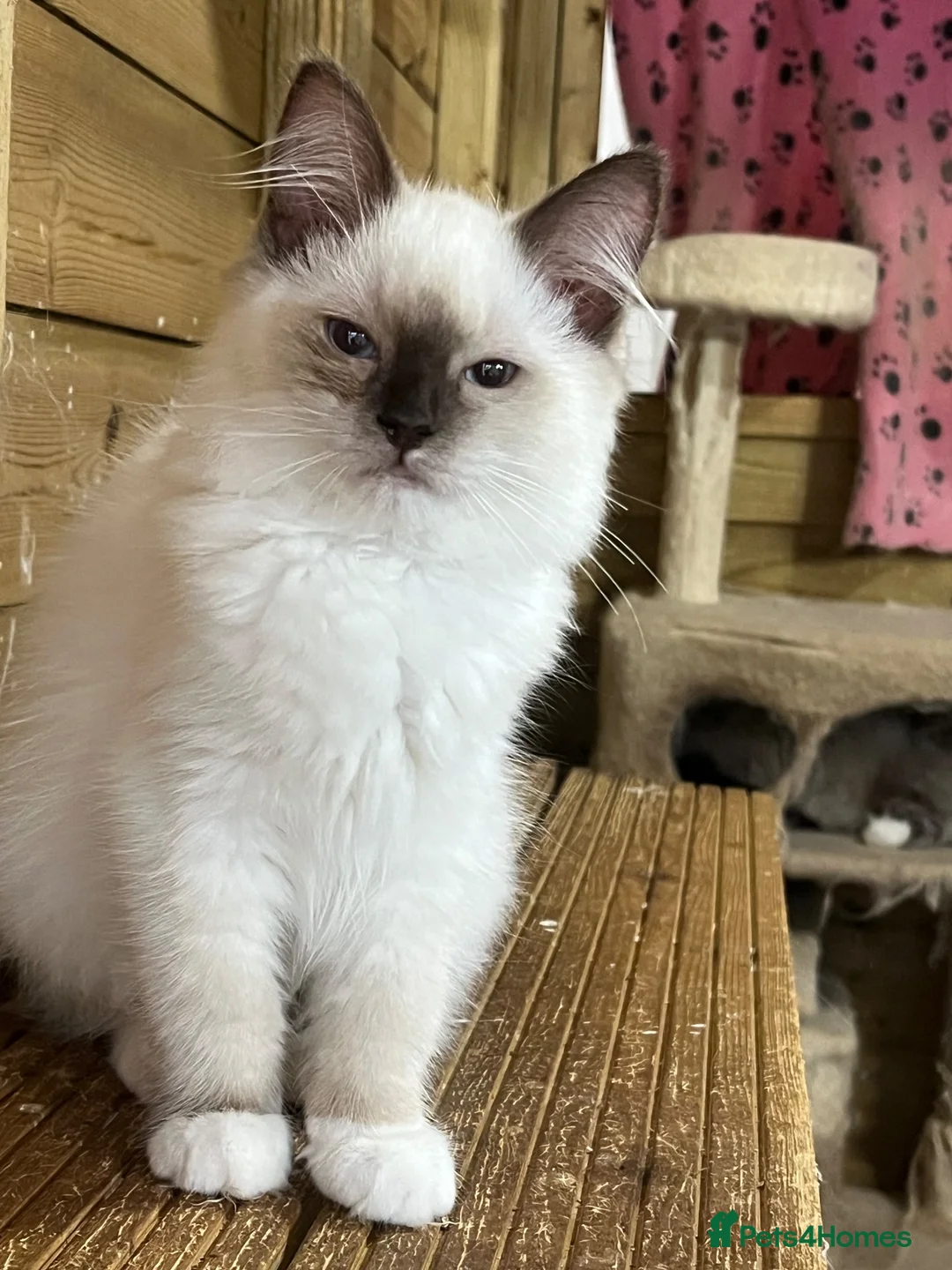 Ragdoll cats for sale: Tica purebred ragdoll kittens  - Advert 11