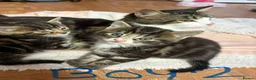 Mixed Breed cats for sale: 2 boy kittens for sale - Advert 3
