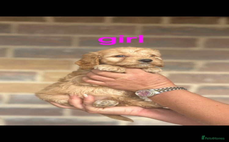 Cockapoo dogs - Advert 1