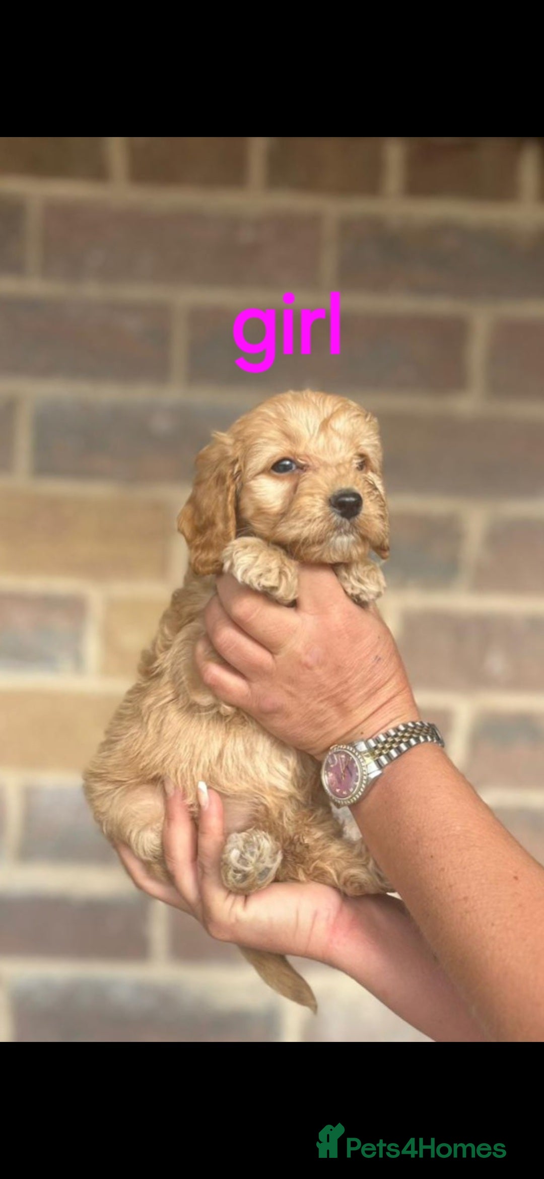 Cockapoo dogs for sale: F1 Cockapoos  - Image 1