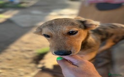 Mixed Breed dogs for adoption: JASPER - a Superb Puppy Boy, for a Loving Home - Image 13