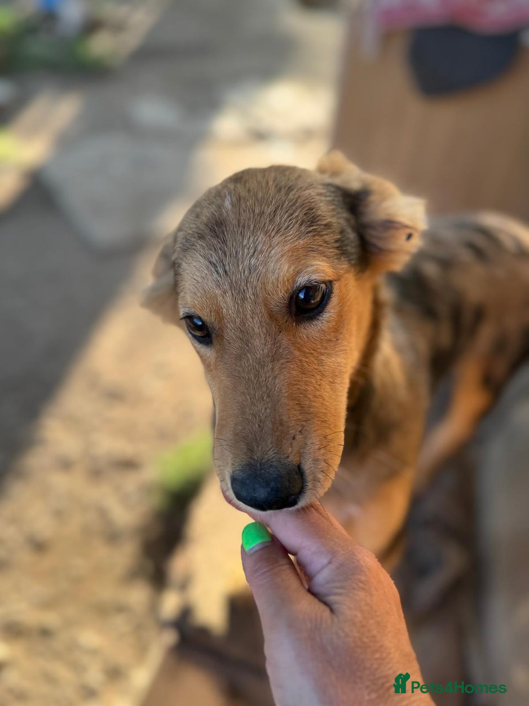 Mixed Breed dogs for adoption: JASPER - a Superb Puppy Boy, for a Loving Home - Image 13