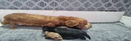 Miniature Dachshund dogs for sale: Stunning litter of Lh mini dachshunds  - Advert 21