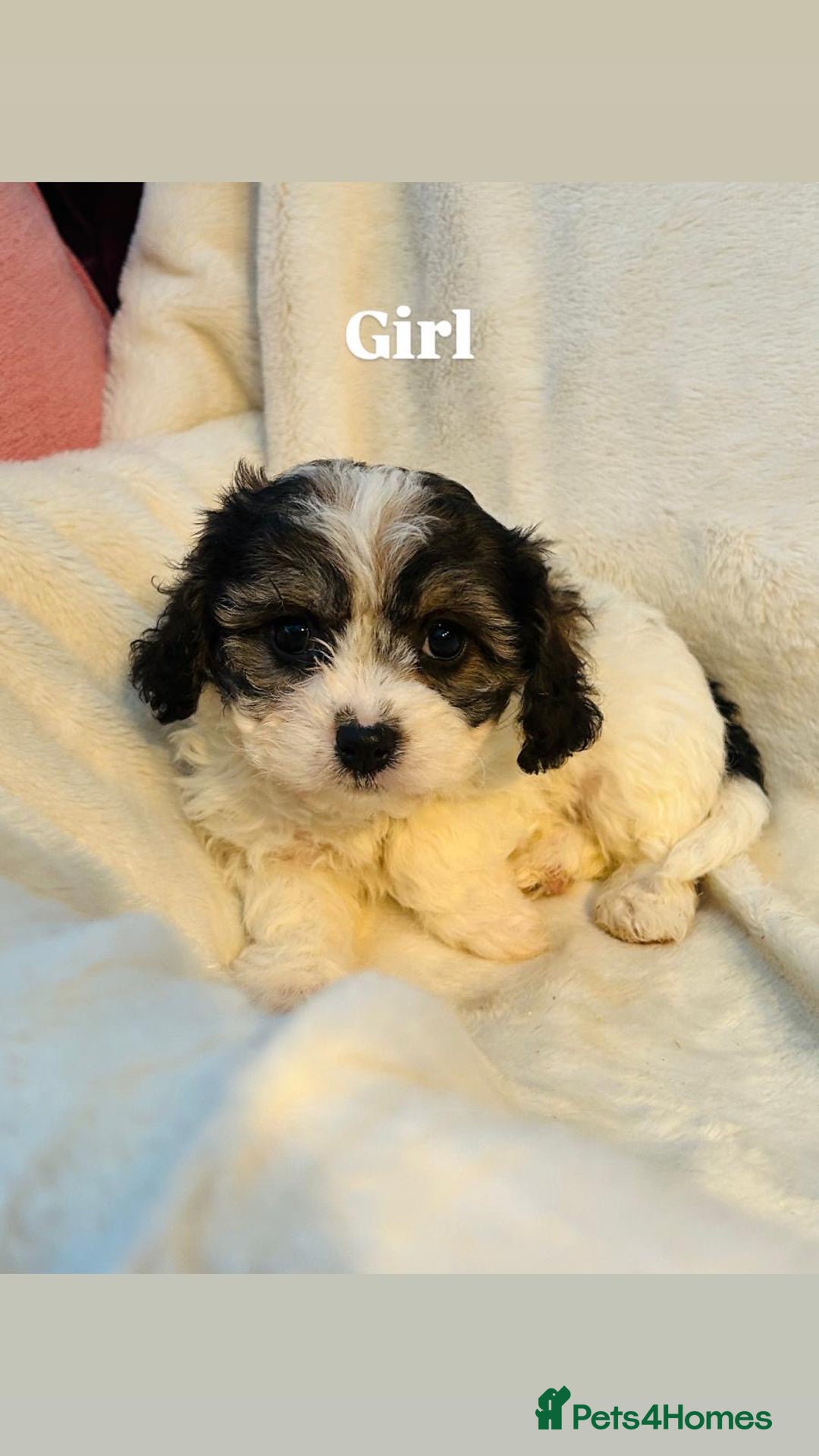 Cavachon dogs for sale: Outstanding F1 Cavachon puppies - Advert 7