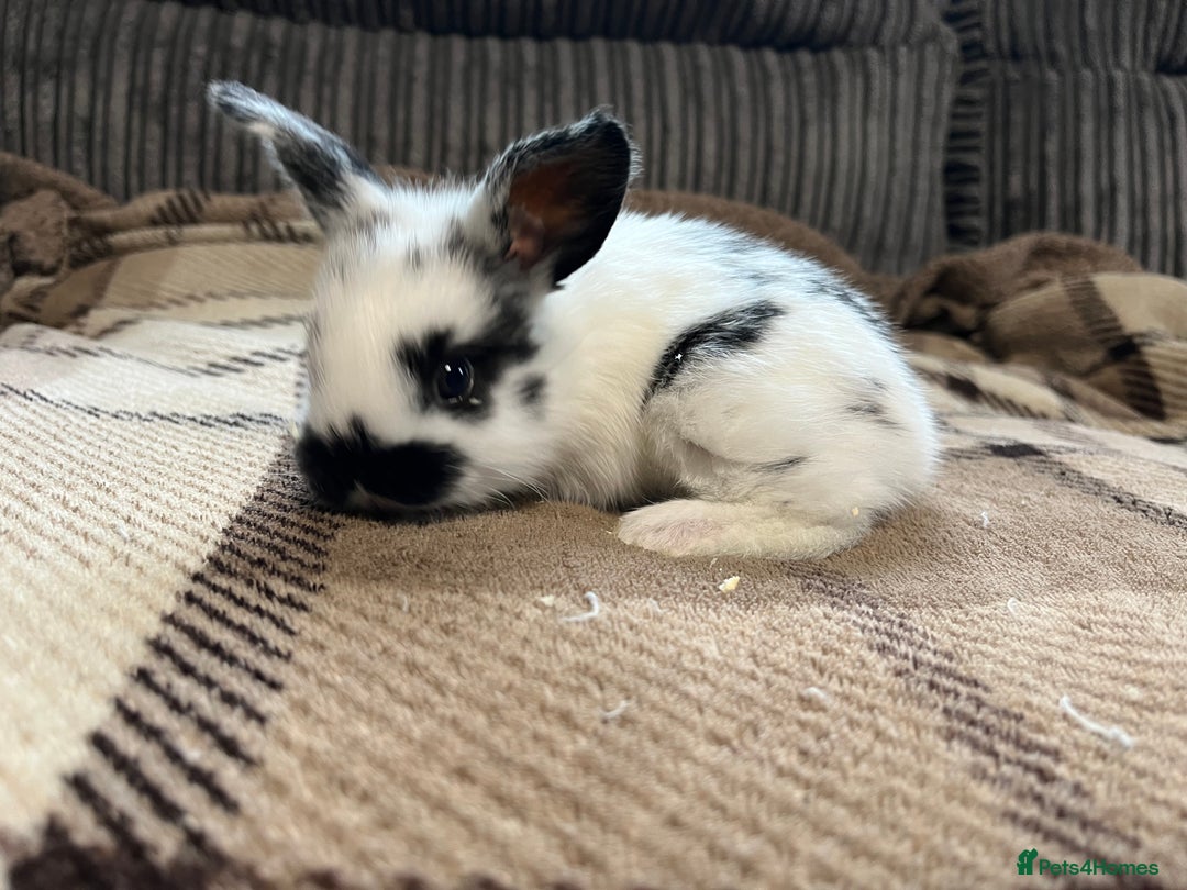 Mini Lop rabbits for sale: 7 beautiful mini lops  - Image 3