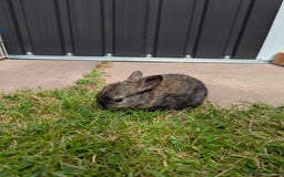 Mixed Breed rabbits for sale: Baby bunnies  - Image 1