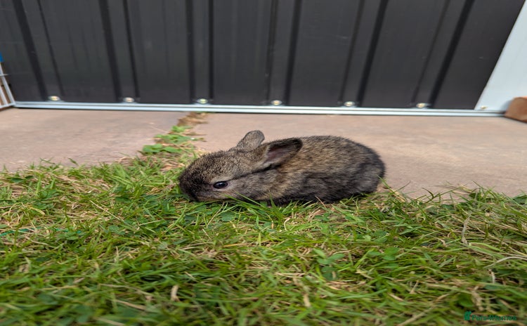 Mixed Breed rabbits - Advert 1