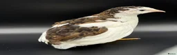 Quail poultry for sale: Chinese Painted, Button Quail hatching eggs ( 6 )  - Advert 5