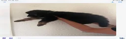 German Shepherd dogs for sale: Big beautiful German shepherd pups - Advert 12