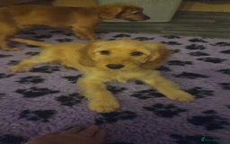 Cockapoo dogs for sale: Beautiful Cockapoos  - Advert 6