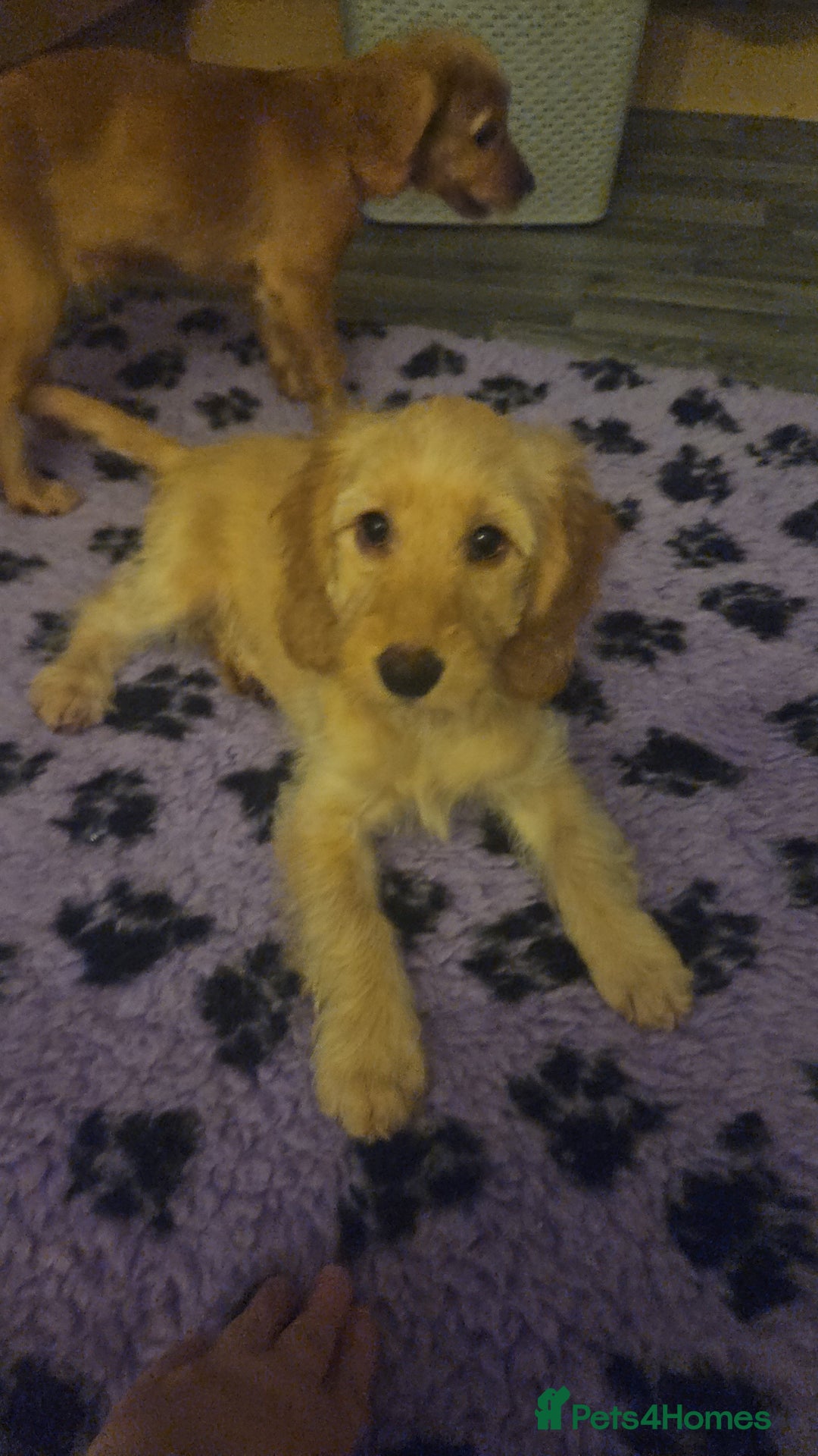 Cockapoo dogs for sale: Beautiful Cockapoos  - Advert 6