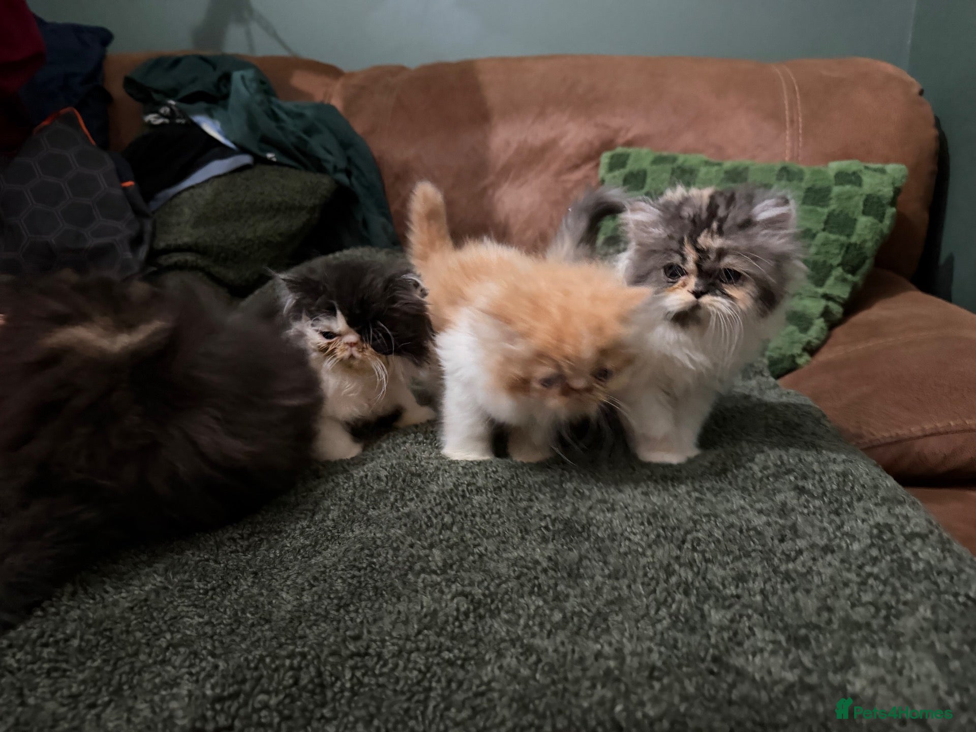 Persian cats Beautiful Pedigree Persian Kittens ready NOW - Advert 1